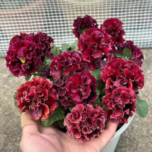 semillas violeta cornuda - Viola cornuta decoraciones de jardín decoración de exóticas jardín balcón 30pcs