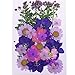 Monrocco Multicolor Real Pressed Dried Flowers DIY Preserved Flower Decorations for Art Craft DIY Resin