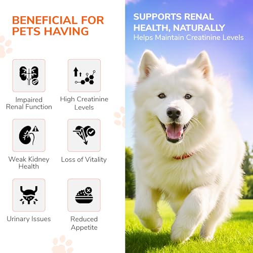 Image of Bakson Veterinary Creatinine Aid Drops for Pets | Natural Homoeopathic Renal Support | Helps Maintain Creatinine Levels & Kidney Function | Gentle, Non-Toxic & Safe Long-Term Care - 30ML