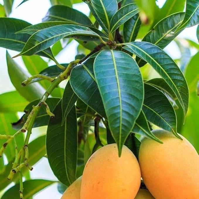 Image of Mallika Mango Grafted Hybrid Live Plant - 1.5 Ft. Mangoes Tree Ideal for Home Gardening Growing Small Spaces