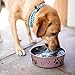 Loving Pets Bella Dog Bowls- Stainless Steel Dog & Cat Bowls - Spill Proof Dog Food Bowl, Cat Bowl, Puppy Essentials & Pet Supplies Great for Home & Travel (Medium 20-35 lbs, Grape)