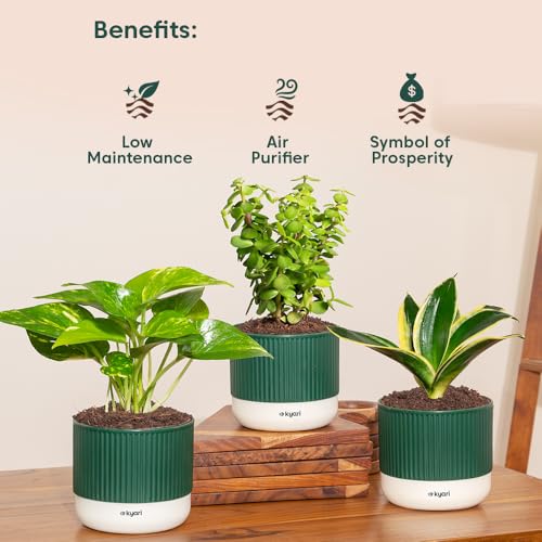 Image of Kyari Combo of 3 Indoor Plants - Lucky Jade, Golden Hahnii, Money Variegated with Green Self Watering Pot 4 Inch - Live Plants for Home Decor, Living Room, Office Desk - Air Purifying Vastu Plant Set