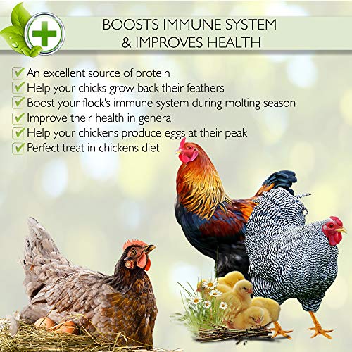 PICKY NEB 100% Non-GMO Dried Mealworms 5 lb - Whole Large Meal Worms Bulk - High-Protein Treats Perfect for Your Chickens, Ducks, Wild Birds