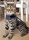 Thundershirt T02-HGM Mantel für die Katze, M, grau