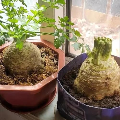 Semillas de apio nabo (semillas de apio) - plantas de apio nabo, cultivo de semillas, semillas de plantas Jardín decorativo, de rápido crecimiento. semillas de bonsái, plantas de 250pcs
