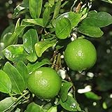 Palm Beach Medicinal Herbs - Key Lime Tree (Citrus aurantifolia) - Packet of 5 Seeds