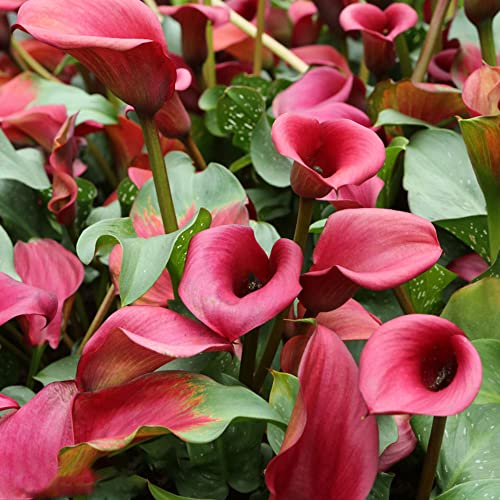 Bulbos de lirio de cala - jardín resistentes 12pcs