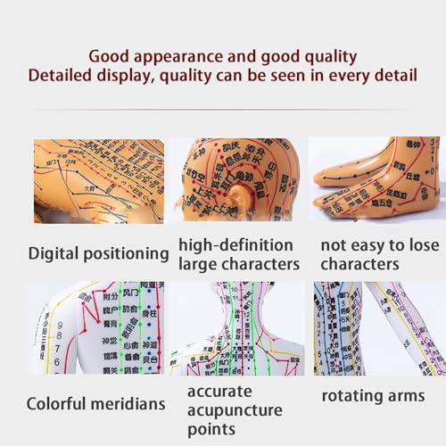 Modelo de puntos de acupuntura precisos con báscula digital y material duro 5