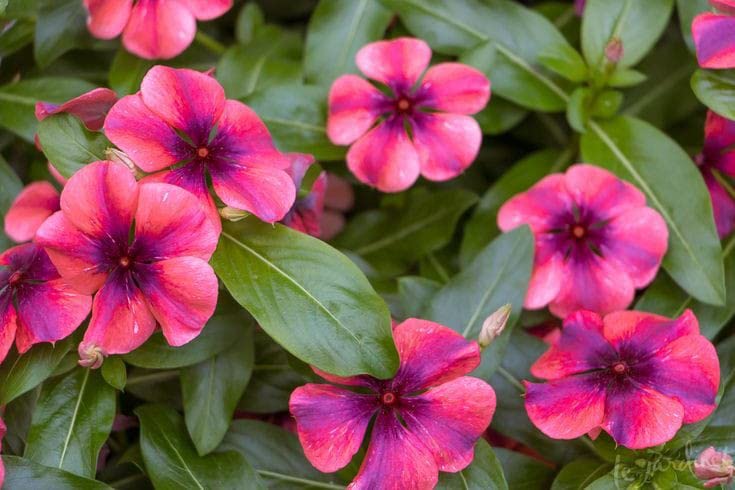See full amazon price history chart for Ritz Farming� Vinca imported Mixedcolor flower seeds for your Home & Gardening Pack of 50-70 seeds Ritz Farming� Vinca imported Mixedcolor flower seeds for your Home & Gardening Pack of 50-70 seeds (B0BS75YMN7) Amazon Price History, Amazon Price Tracker