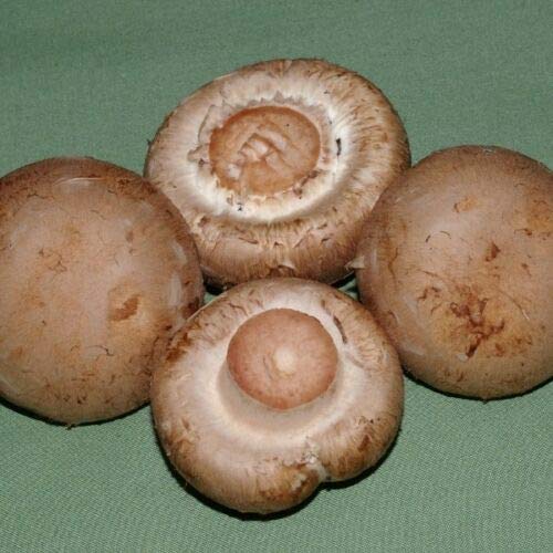Kings Seeds - Mushroom Chestnut (Brown Button) Mushroom - 50g Pack