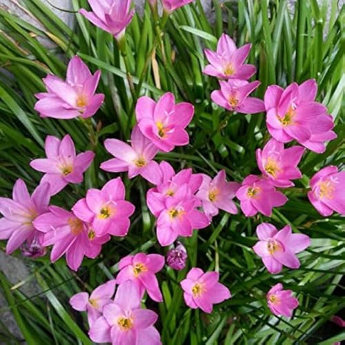 Image of Rain Lily (Zephyranthes) Bulbs by Korrel Seeds - Vibrant Flower Bulbs for Garden & Outdoor Planting - Ideal for Rainy Season Bloom (100, Pink)