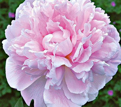 Sarah Bernhardt Garden Peony: Paeonia lactiflora - 1 Bulbs