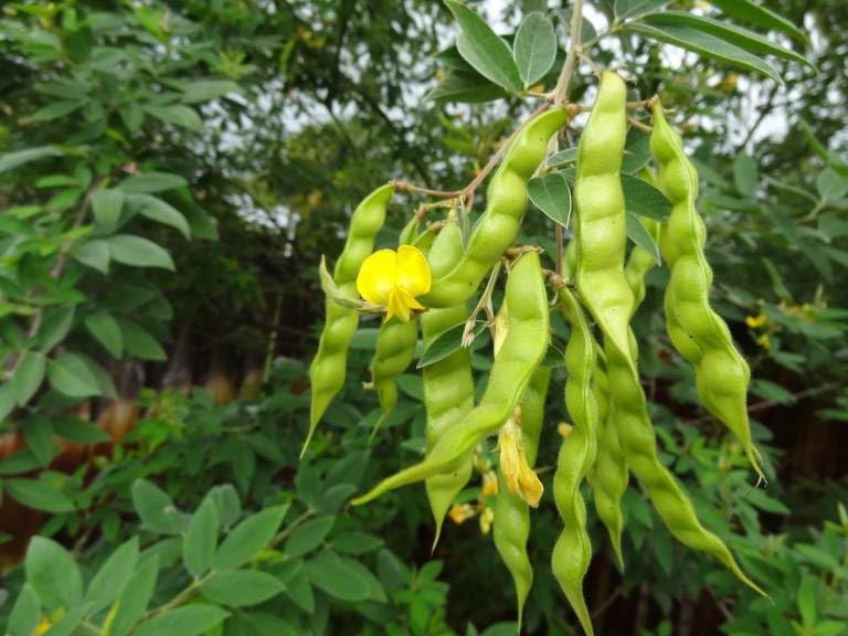 Pack Of 30 Seeds Pigeon Pea Tuvar Dal, Arhar Dal Seeds for Growing at Home & Garden, Cajanus Cajan Seeds - Pack of 30 Seeds (B0CF2QV933) Amazon Price History, Amazon Price Tracker