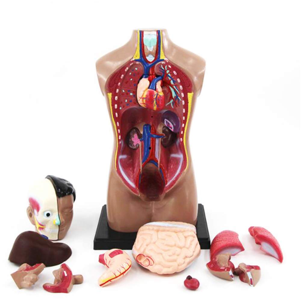 Sjdopulse Men's 42Cm Torso Model - Human Internal Organs Anatomy Fe Torso Anatomical Model - Human Body Torso Model - For Teaching Study Display Medical Model