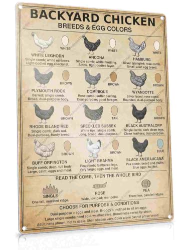Backyard Chicken Breeds Egg Colors White Leghorn Ancona Tin Sign 8x12Inch | Hamburg Plymouth Rock Dominique Wyandotte Speckled Sussex Black Australorp Light Brahma Black Ameraucana Educational Gift