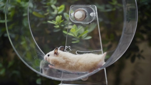 MIDOGAT Silent Hamster Wheel - 8.7 Inch Exercise Running Wheel For Small Pets