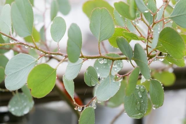 Amazon.co.jp: 《現品》ユーカリポポラス 樹高1.8m（鉢含まず