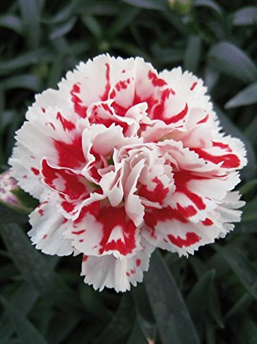 Creative Farmer Flower Seeds : Dianthus Grenadin Snow White Flower Seeds For Rainy Season Garden Seeds Garden [Home Garden Seeds Eco Pack] Plant Seeds (B078RGT24Q) Amazon Price History, Amazon Price Tracker