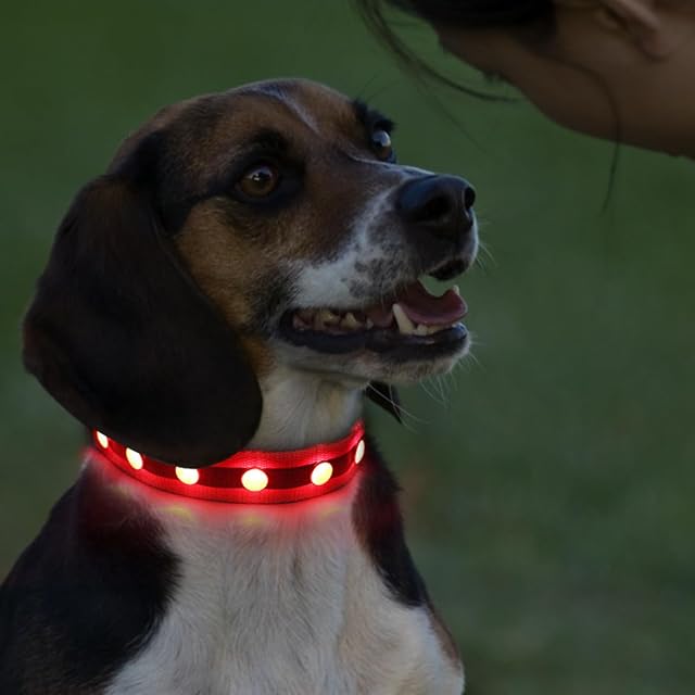 Foto 4 de 6 de QQY Collar de Perro led, Collar de Mascota Impermeable y Luminoso Cargado por USB con 3 Modos de Collar…
