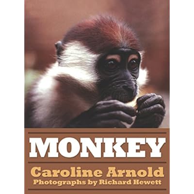 Monkey