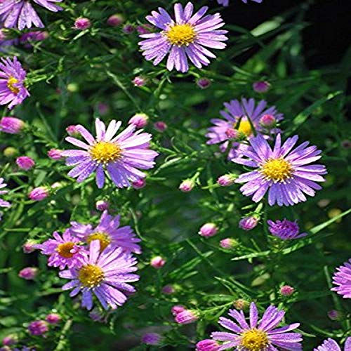 Perennial Farm Marketplace (Aster x. 'Wood's Pink') Perennial, Size-#1 Container, Rose Flowers