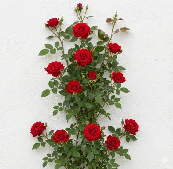 Climbing Rose Plant With Pot | Live Fragrant Flowering Creeper for Garden, Balcony & Outdoor Decoration | Rose Plant Pack of 1(Climbing Red Rose)-image-47