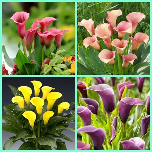 Mixed Calla Lily Bulbi Piacevole Piantare Fascino Graziosa Decorazione Perenne Balcone