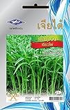10g 420 seeds, Chia Tai seeds, MORNING GLORY vegetables Thailand.