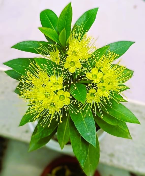 LEAF JIBON Yellow Penda First Love Xanthostemon chrysanthus Live Plant | Fragrant Flower, Pack of 1, Healthy Flower Tree, Live Plant-image-29
