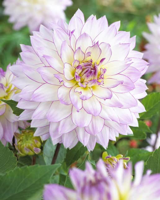 Amazon.com : Votaniki Semi Dinnerplate Dahlia Crazy Love - Large