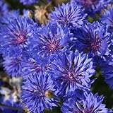 TomorrowSeeds - Blue Dwarf Bachelor Button Seeds - 600+ Count Packet - for 2023 Centaurea Cyanus Blu