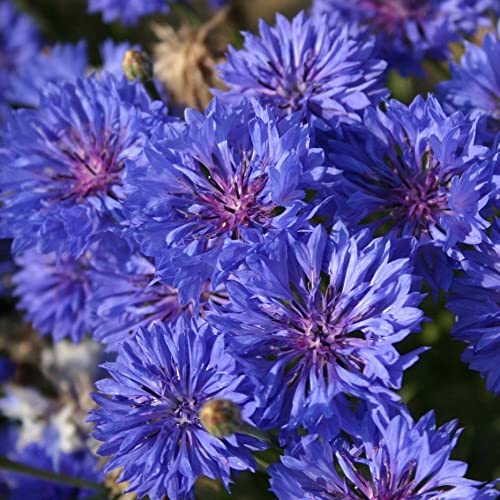 Tomorrowseeds - Blue Dwarf Bachelor Button Seeds - 600+ Count Packet - For 2023 Centaurea Cyanus Blue Cornflower Bonnet Edible Flower Seed #TOP25