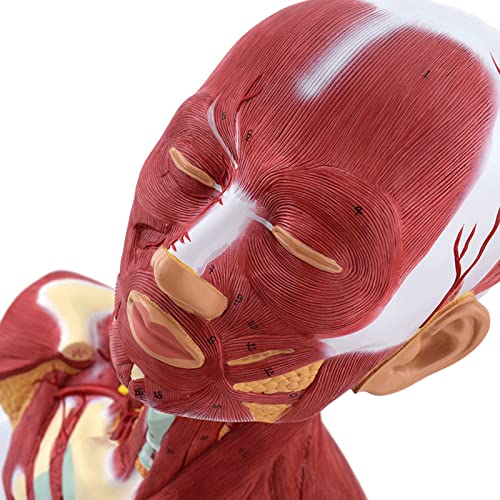 Modelo anatómico de cabeza y cuello con sistema vascular y nervioso adjunto al cerebro, muestra arteria cerebral, músculos del cuello miniatura 5