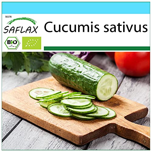SAFLAX - Kit cadeau - BIO - Concombre - Marketmore - 20 graines - Avec boîte cadeau/d’expédition, autocollant d’expédition, carte cadeau et substrat de culture - Cucumis sativus