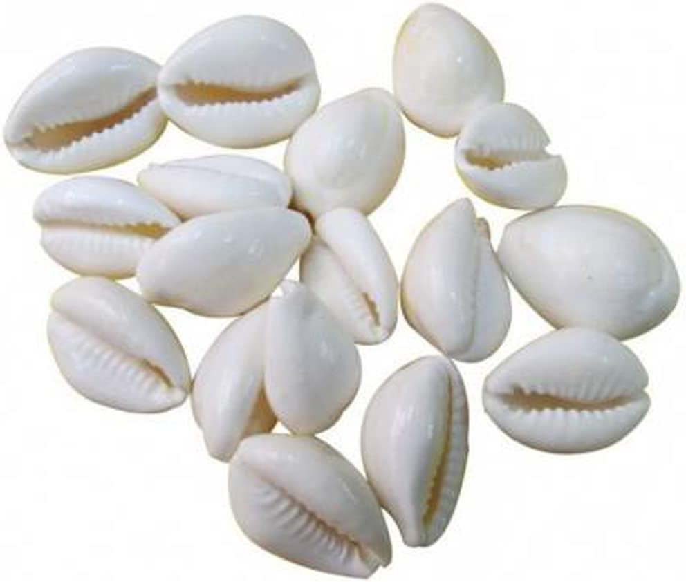 Dirghaanshi Big Size White Kawdi/Kawri/Kaudi/Kowdi/Cowrie/Koudi/Shankh Stoneware Yantra/Sea Shell for Money Laxmi and Diwali Pooja (Set of 21 PEC)