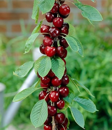 BALDUR Garten 1x Säulen-Kirschen Stella Pflanze im 1 5-Liter Containertopf Prunus avium Säulenobst Kirschbaum winterhart platzsparende Säule für kleine Gärten Balkone & Terrassen