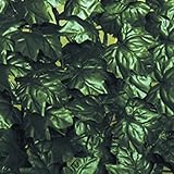 SIEPE ORNAMENTALE EDERA ARTIFICIALE MT 3X1 GIARDINO ESTERNO RECINTO