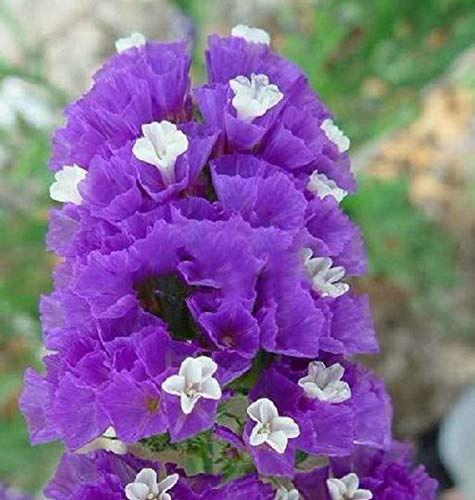100+ Mix Statice Sea Lavenders Seeds Limonium sinuata Cut Dried Flowers Planting Outdoor Annual - Thumbnail 3