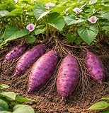 Purple Majesty Sweet Potato Slips for Growing – Purpley Skin & Purple Flesh Variety – Non-GMO Heirloom – High Yield Garden Starts for Planting - Make Delicious Kitchen Sweet Potatoes (6 Slips)