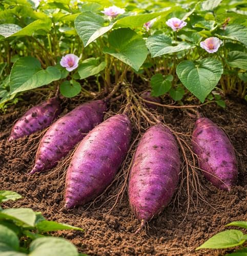 Purple Majesty Sweet Potato Slips for Growing – Purpley Skin & Purple Flesh Variety – Non-GMO Heirloom – High Yield Garden Starts for Planting - Make Delicious Kitchen Sweet Potatoes (6 Slips)