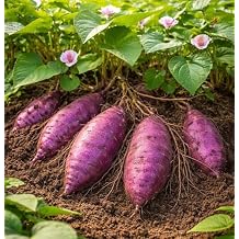 Purple Majesty Sweet Potato Slips for Growing Purpley Skin & Purple Flesh Variety Non-GMO Heirloom High Yield Garden Starts for Planting - Make Delicious Kitchen Sweet Potatoes 6 Slips