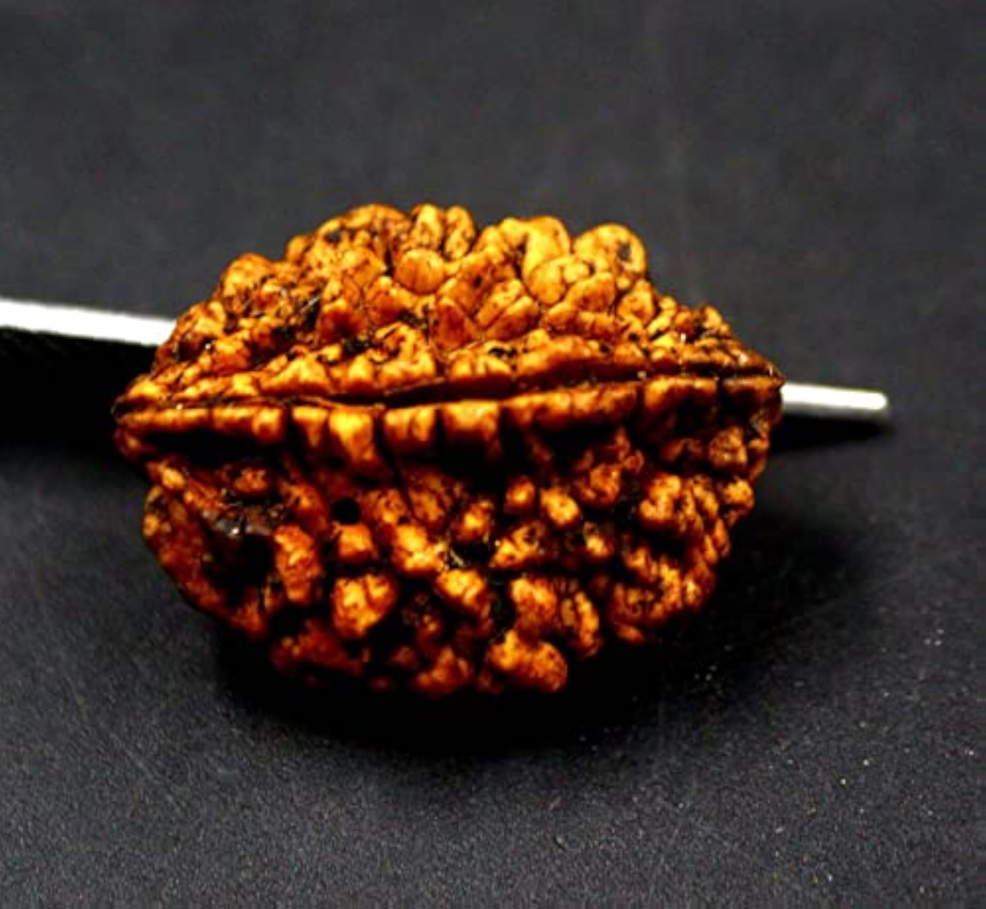 2 Face Rudraksha Beads, Certified Spiritual Gift