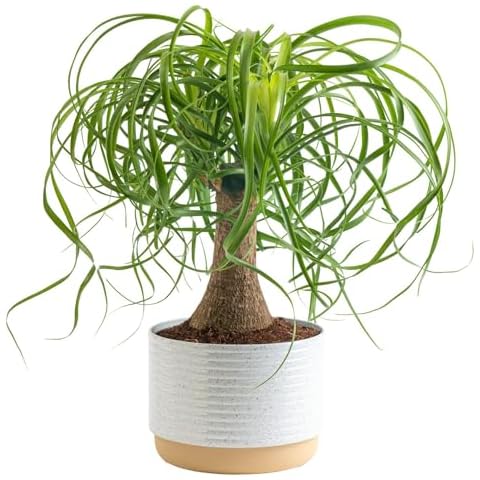 Costa Farms Ponytail Palm Bonsai, Easy to Grow Live Indoor Plant in Indoors Garden Planter Pot, Air Purifying Houseplant, Housewarming, Birthday Gift, Office, Home, and Room Décor, 1 Foot Tall Cover