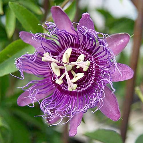 YEGAOL Garden 100Pcs Purple Passion Vine Seeds Passiflora