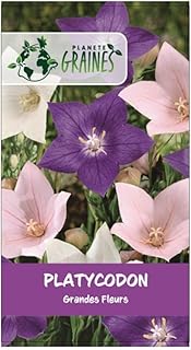 100 graines platycodon - fleur ballon - Campanule à grandes fleurs - en mélange - plante vivace - massif, rocaille, bordure