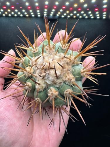 黒王丸」の人気商品一覧 | 安い商品を通販サイトから探す - 価格.com