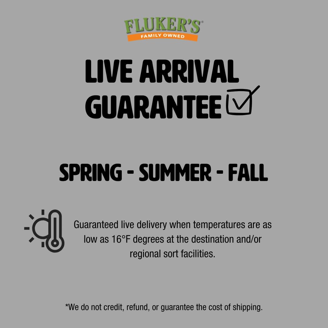 Fluker's Live Hornworms, 12 Count Cup, Premium High-Calcium Treats for Reptiles, Amphibians, and Birds