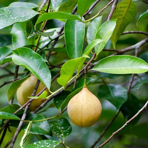 Aceite Esencial Nutmeg 5ml Puro para Aromaterapia miniatura 2