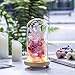 NCYP Glass Dome with Wood Base LED Light Round Bell Jar Clear Cloche Display Case for Rose Flowers Home Or Office Tabletop Decoration Valentine's Day Wedding Centerpiece DIY (Small D3.5 x H7.1)