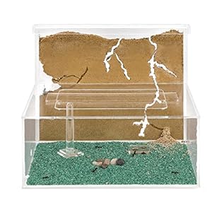 AntHouse Natürliche Ameisenfarm Modell L